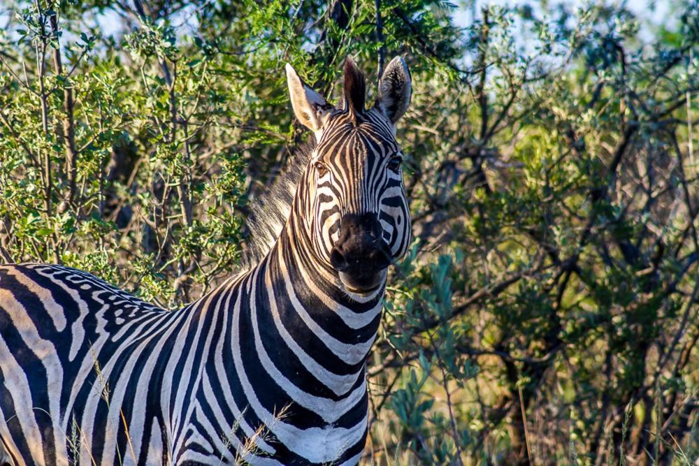 Big Valley Game Lodge Lobatse Kültér fotó