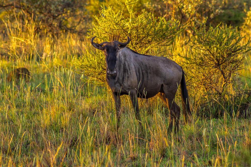 Big Valley Game Lodge Lobatse Kültér fotó