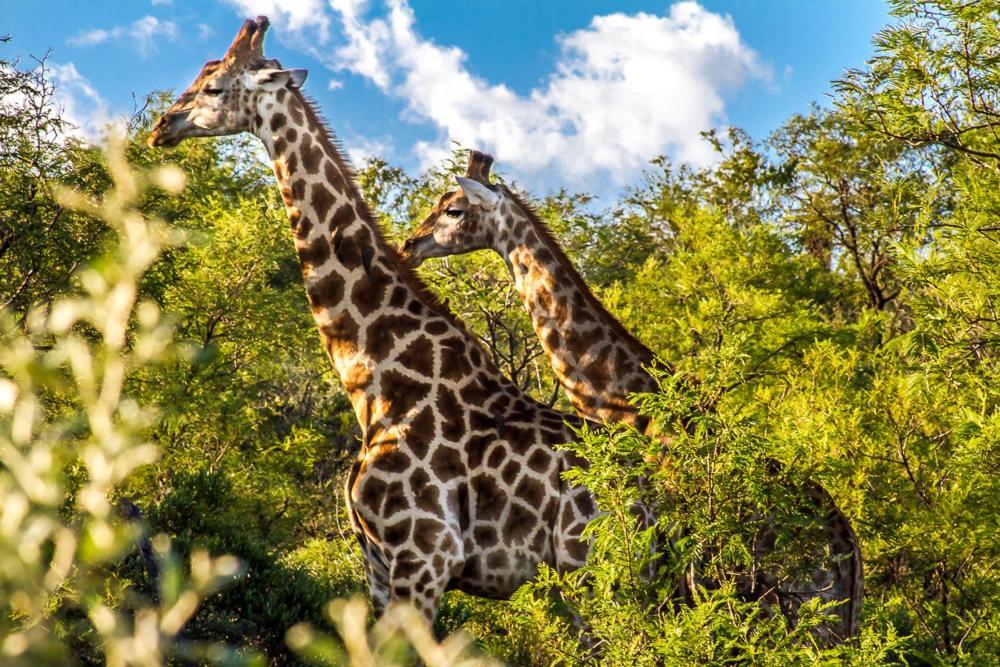 Big Valley Game Lodge Lobatse Kültér fotó