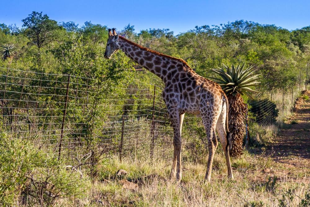 Big Valley Game Lodge Lobatse Kültér fotó